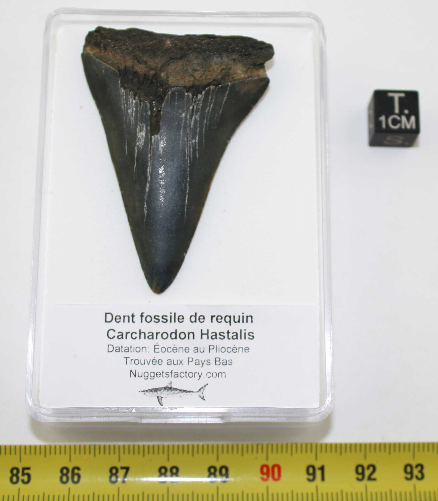 Fossil Shark Tooth Carcharodon Hastalis (Netherlands – 5.8 Centimeters – 104 **)