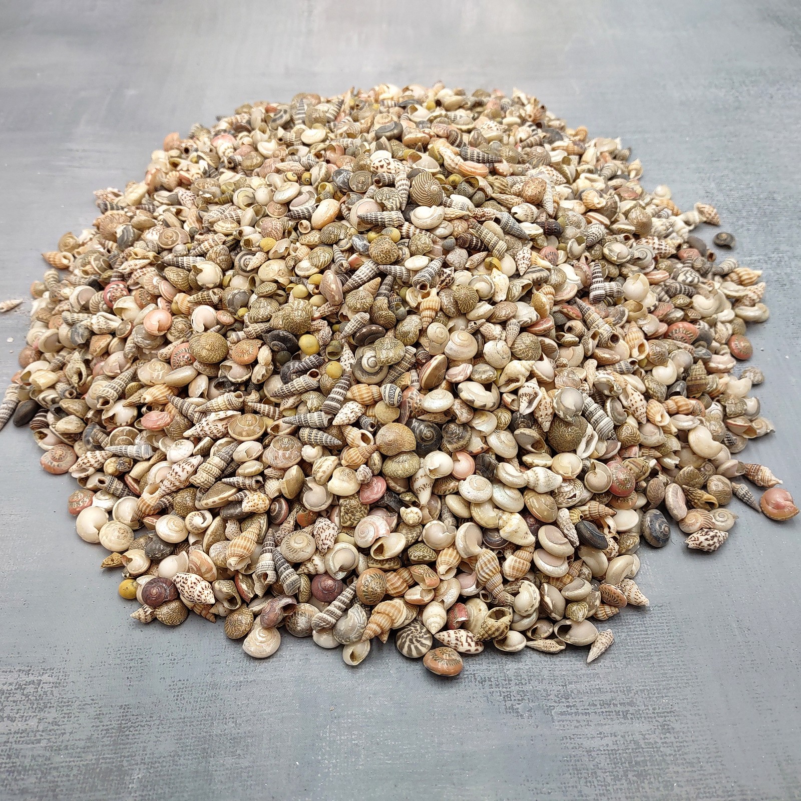 Extra Tiny Seashell Assorted Ocean Mix (approx. 1 kilogram shells 0.25+ inches)