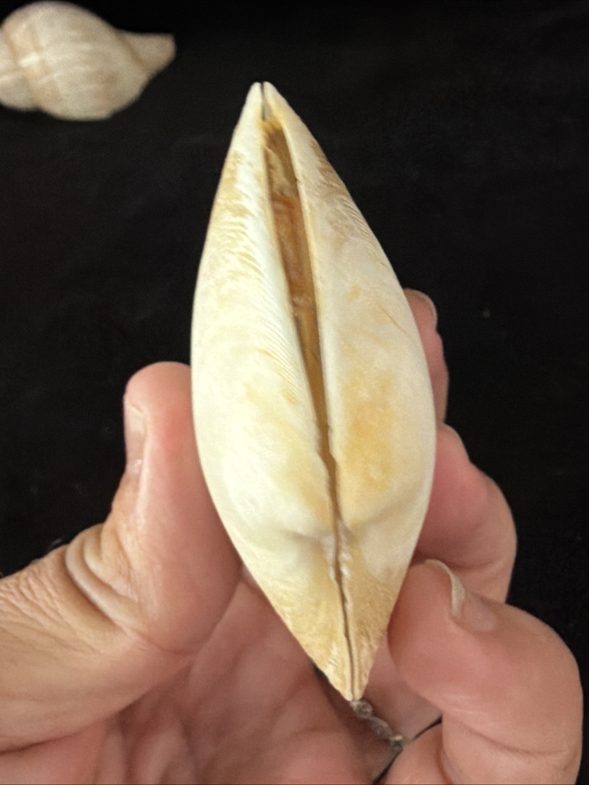 Banded Tulip, Fig Shell, & Dosinia Clam Shell Fl 1980 (S554)