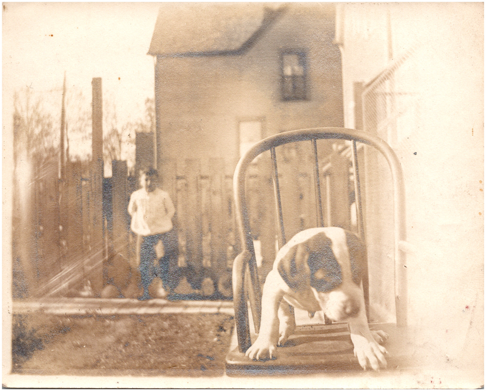 Cute Puppy Dog Standing on Chair Candid Snapshot 1910s Antique Photo