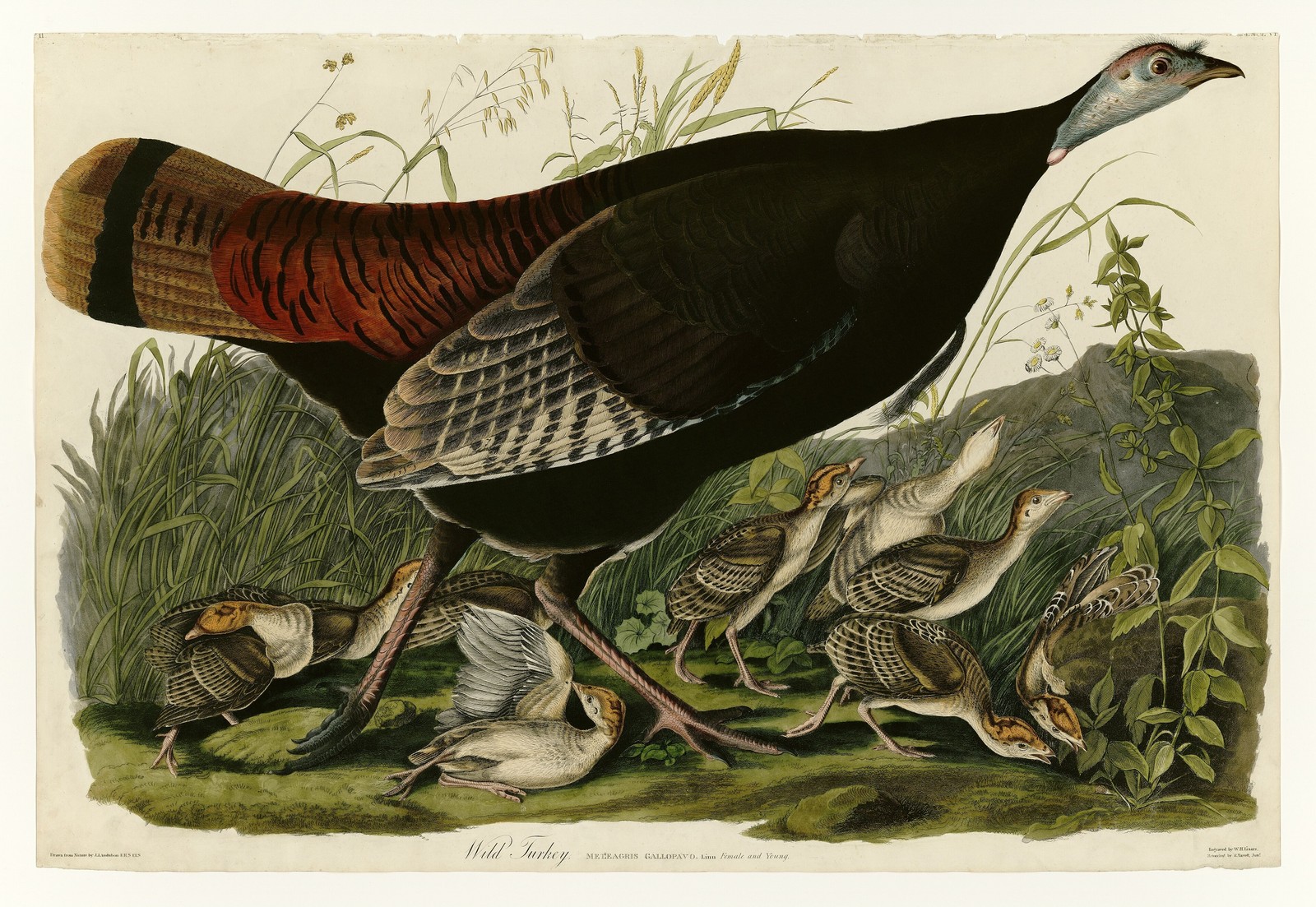 Wild Turkey Vintage 1827 Audubon Birds America Glossy Photo Reprint Wall Art