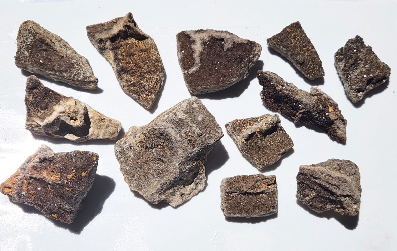 12 PIECE LOT Brilliant Petrified Wood Smoky Fossil Quartz Crystal Alabama 2