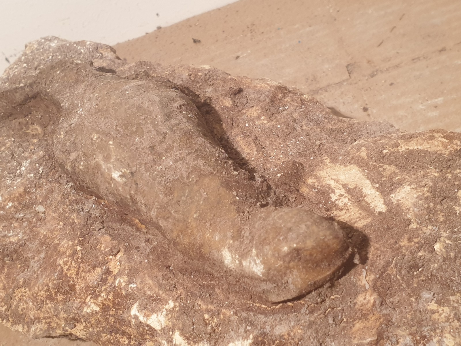 Authentic Prehistoric Fossil Lizard – Rare Reptile Specimen – Millions of Years