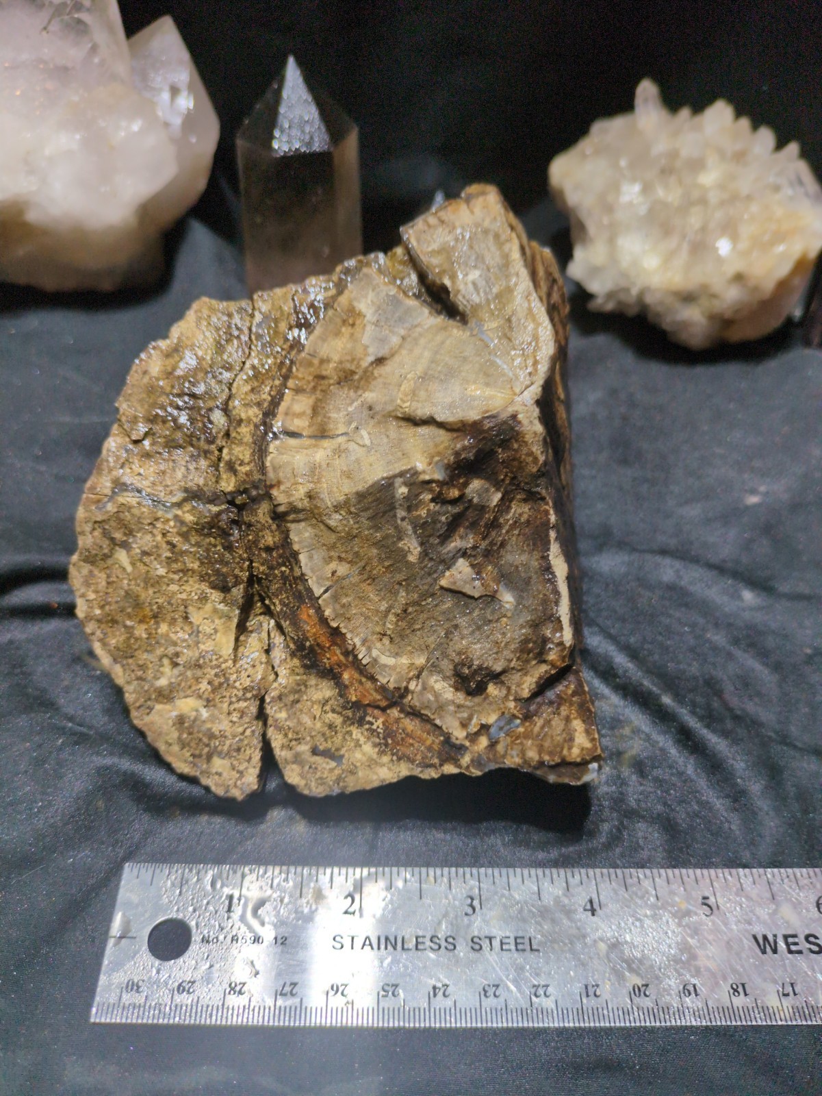 Blue Forest Petrified Log Specimen Natural Form (3lbs 8oz)