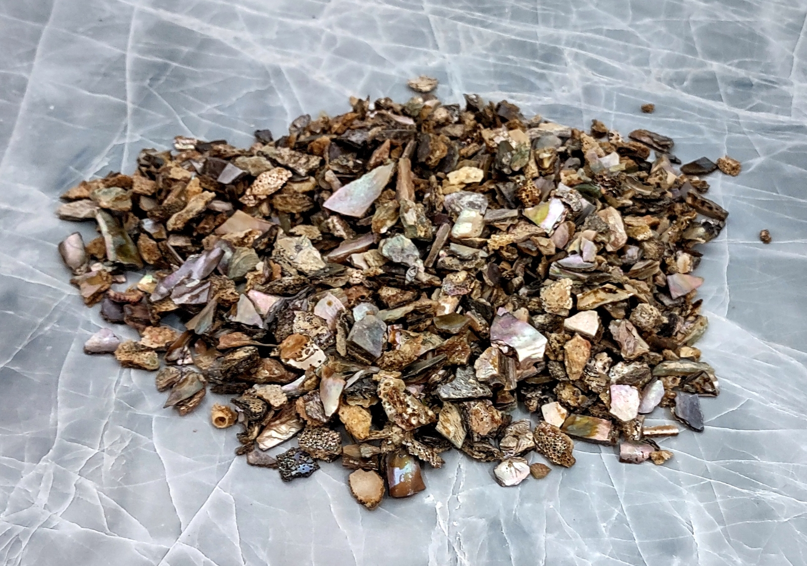 Pink Abalone Seashell Bulk Chips (Approx. 1 pound 900+ chips 0.25+ inches)