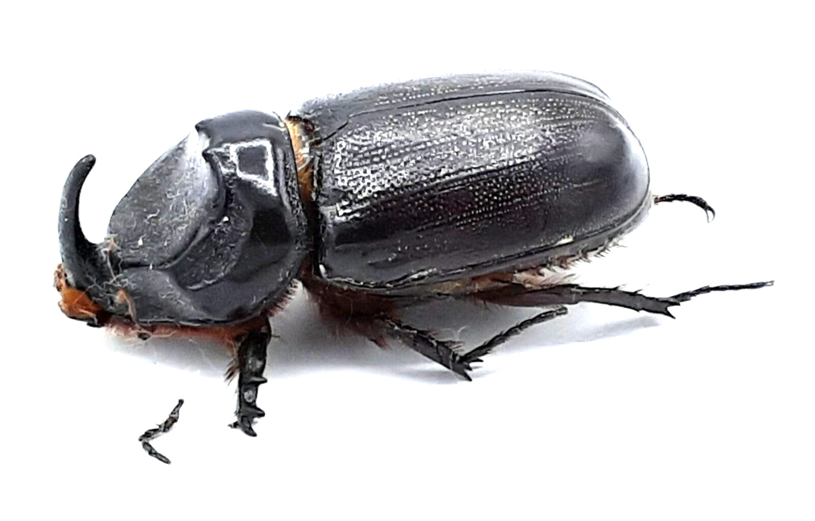 Dynastinae, Oryctes rhinoceros, male, A1-, 47mm, XL, Ambon, #DS281