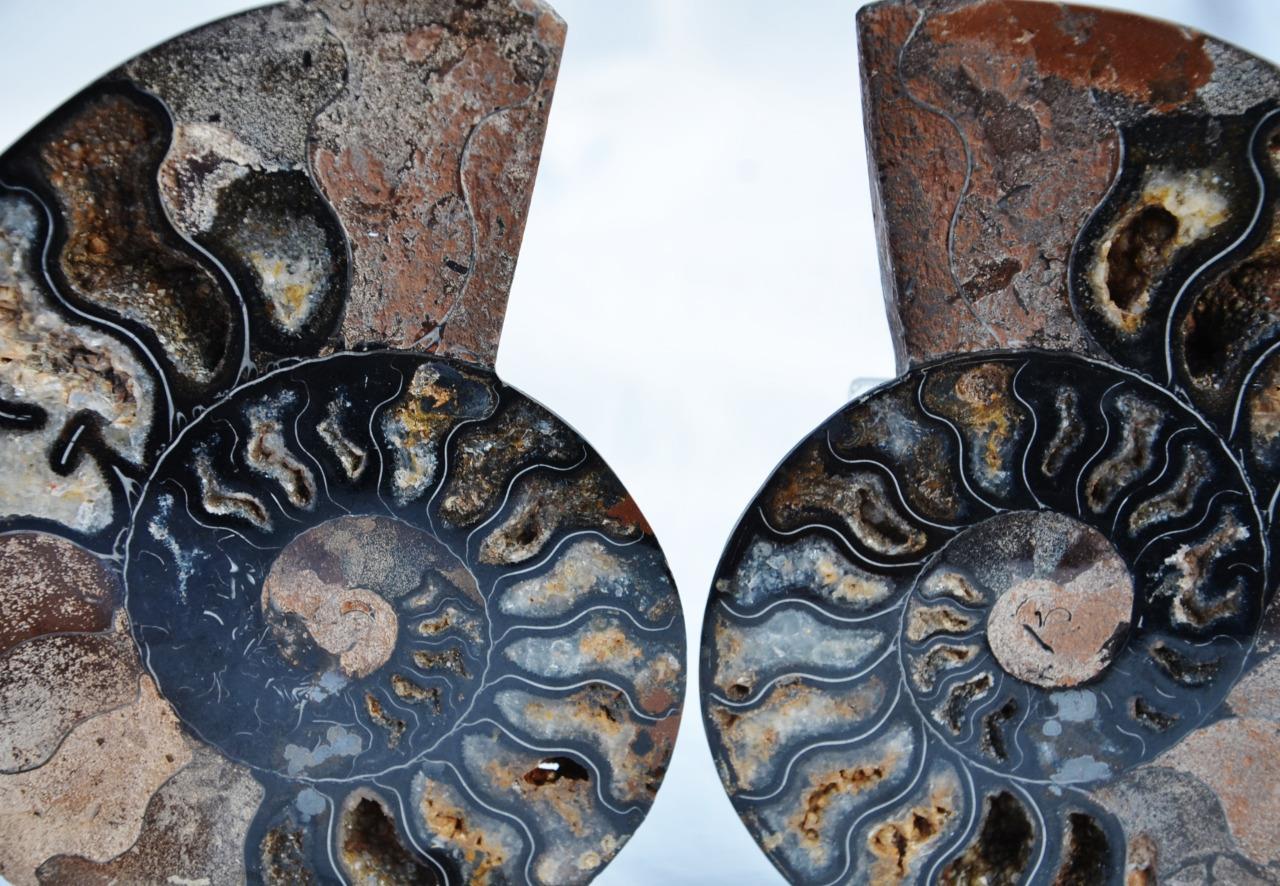 9778 RARE 1in100 BLACK Ammonite PAIR Deep Crystals 110myo FOSSIL XXL 136mm 5.4″