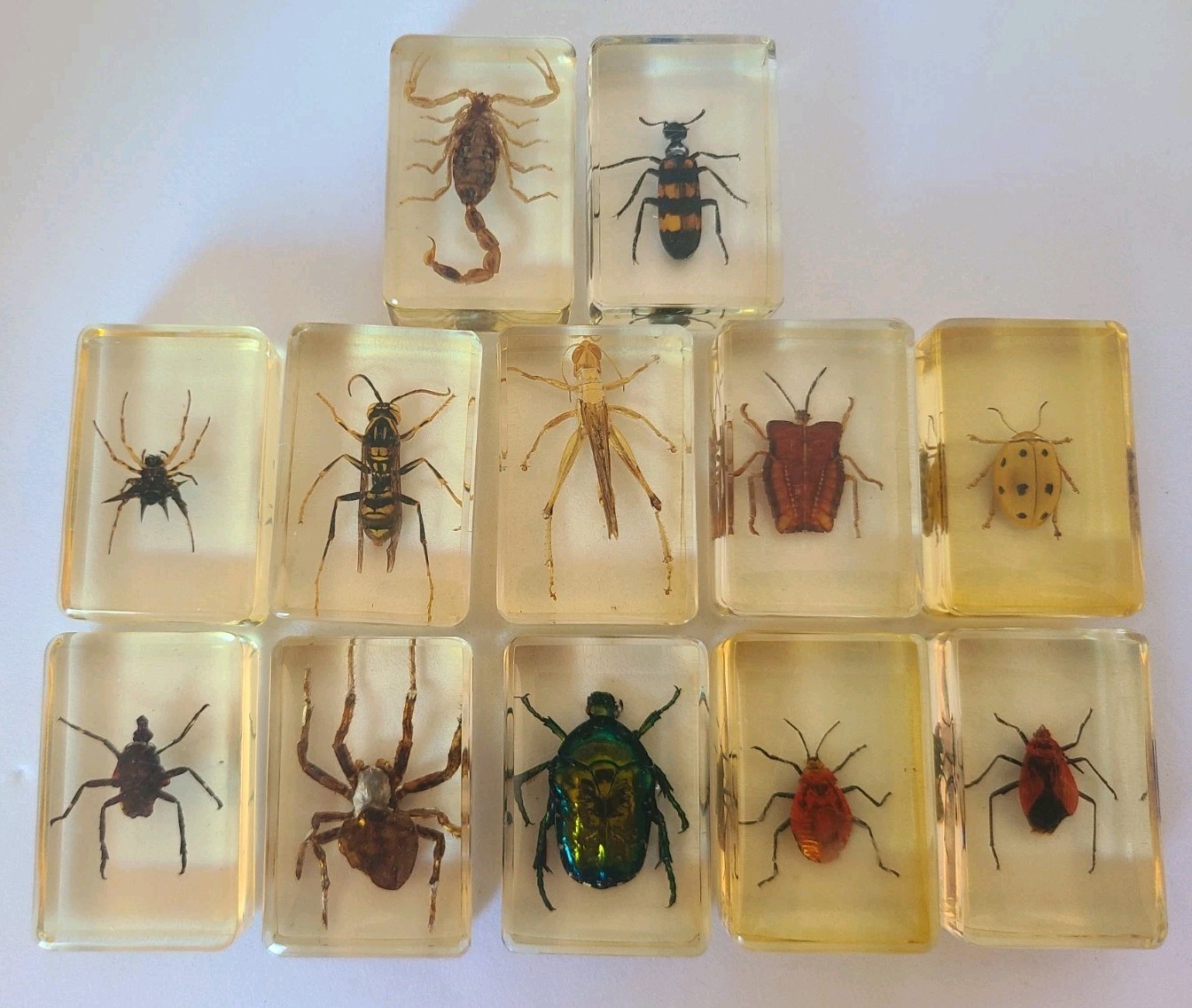 Set Of 12 Vtg Real Insects In Lucite Resin Epoxy Specimens Bugs Scorpion