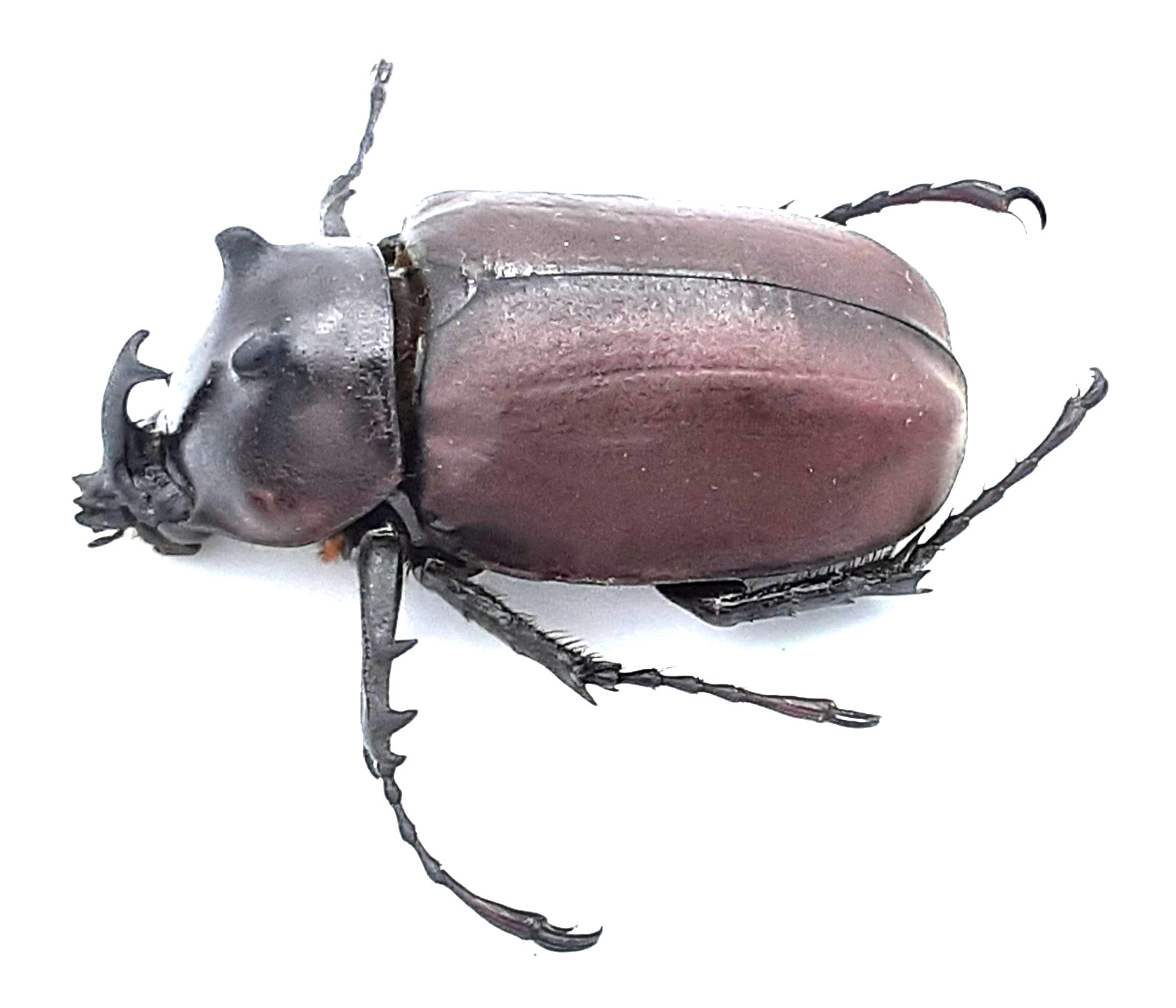 Dynastinae, Eupatorus siamensis bifidus, male, A1, 42mm, Thailand #DS593