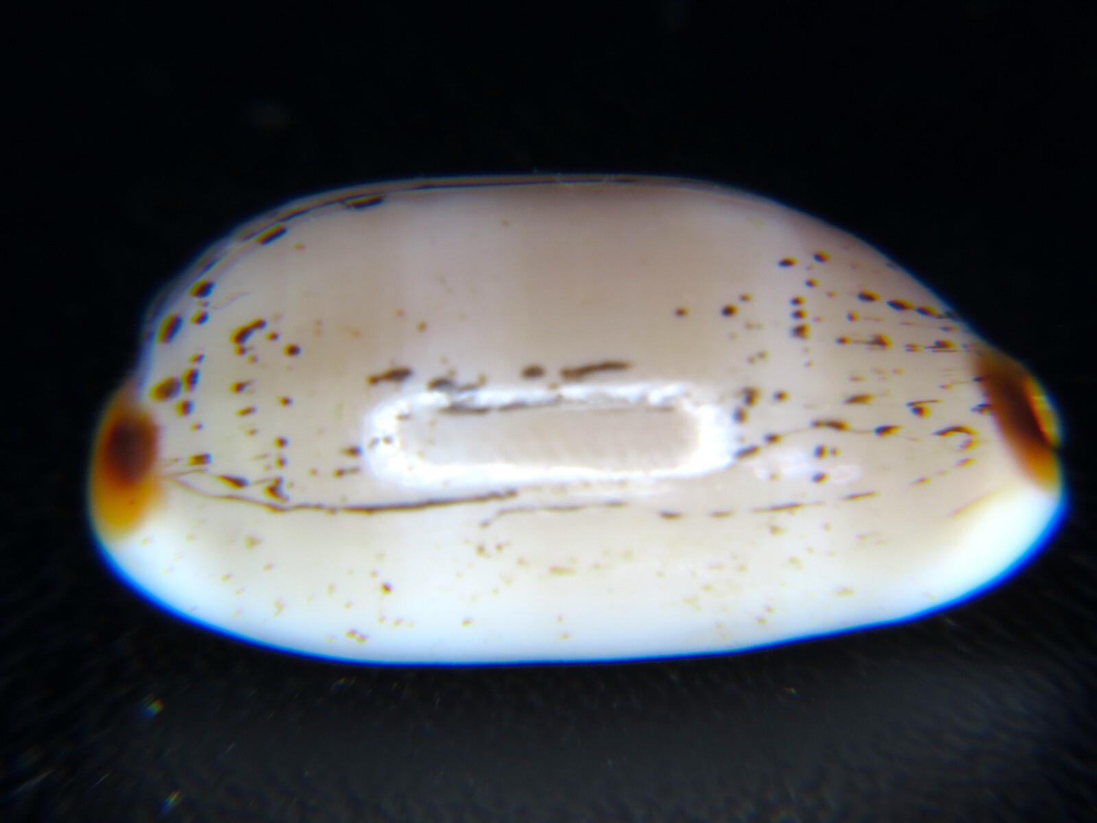 CYPRAEA ISABELLA CONTROVERSA: HAWAIIAN LARGE SHALLOW WATER FORM @ 24.0MM!