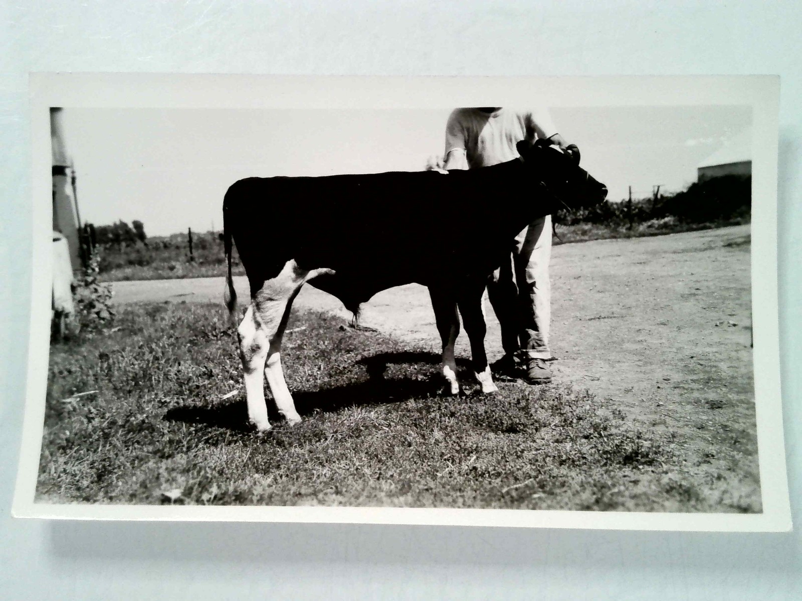 Black and White Photograph of Young Bull Calf with Person Standing Behind on Far