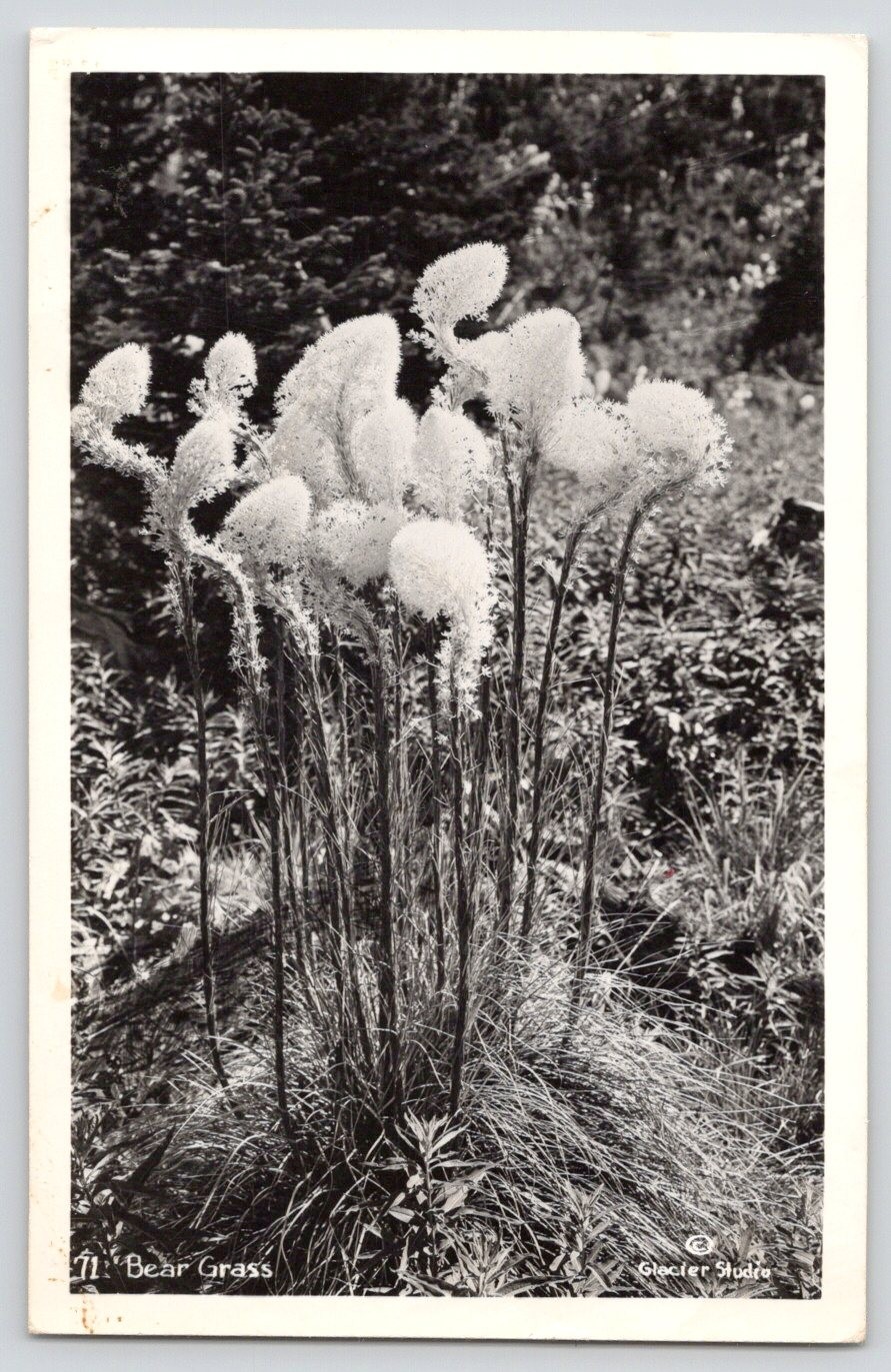 Bear Grass Xerophyllum Tenax Glacier Studio RPPC