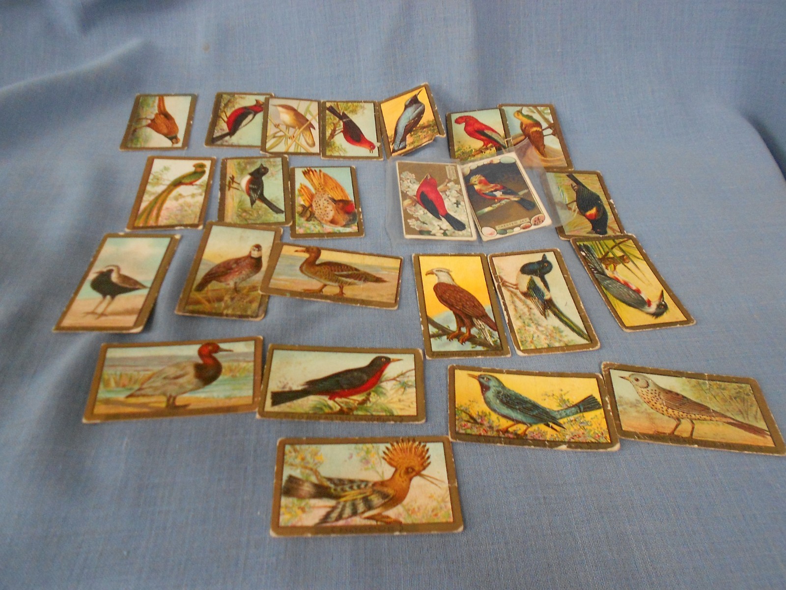 Lot of 24 Piedmont Cigarette Vintage Bird Card Collector Series Birds Wildlife