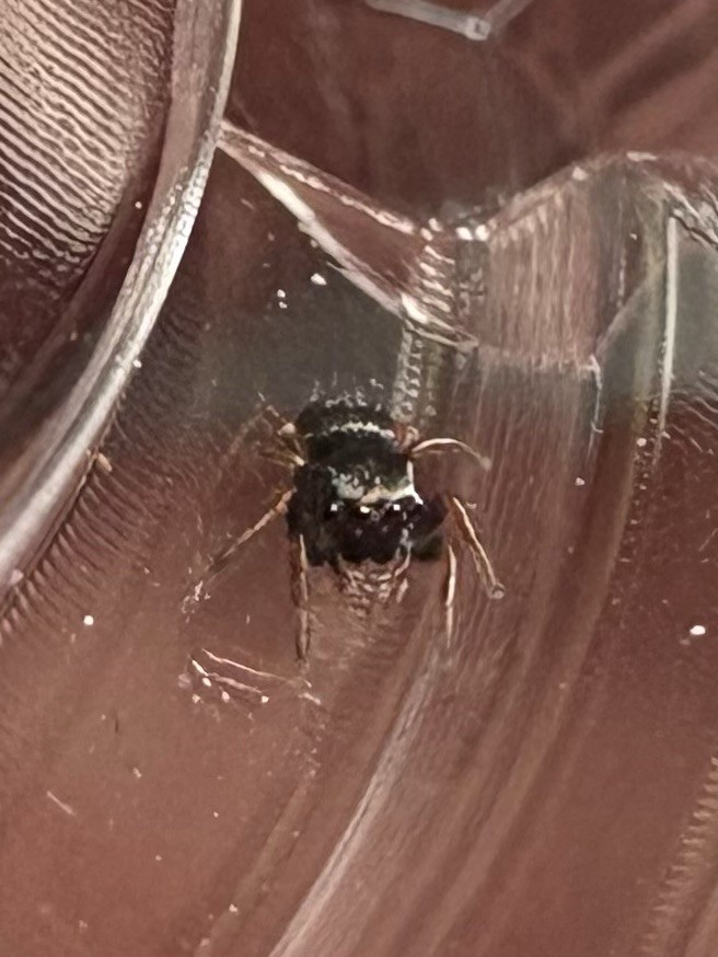 💜 2 Regal Jumping Spider Slings