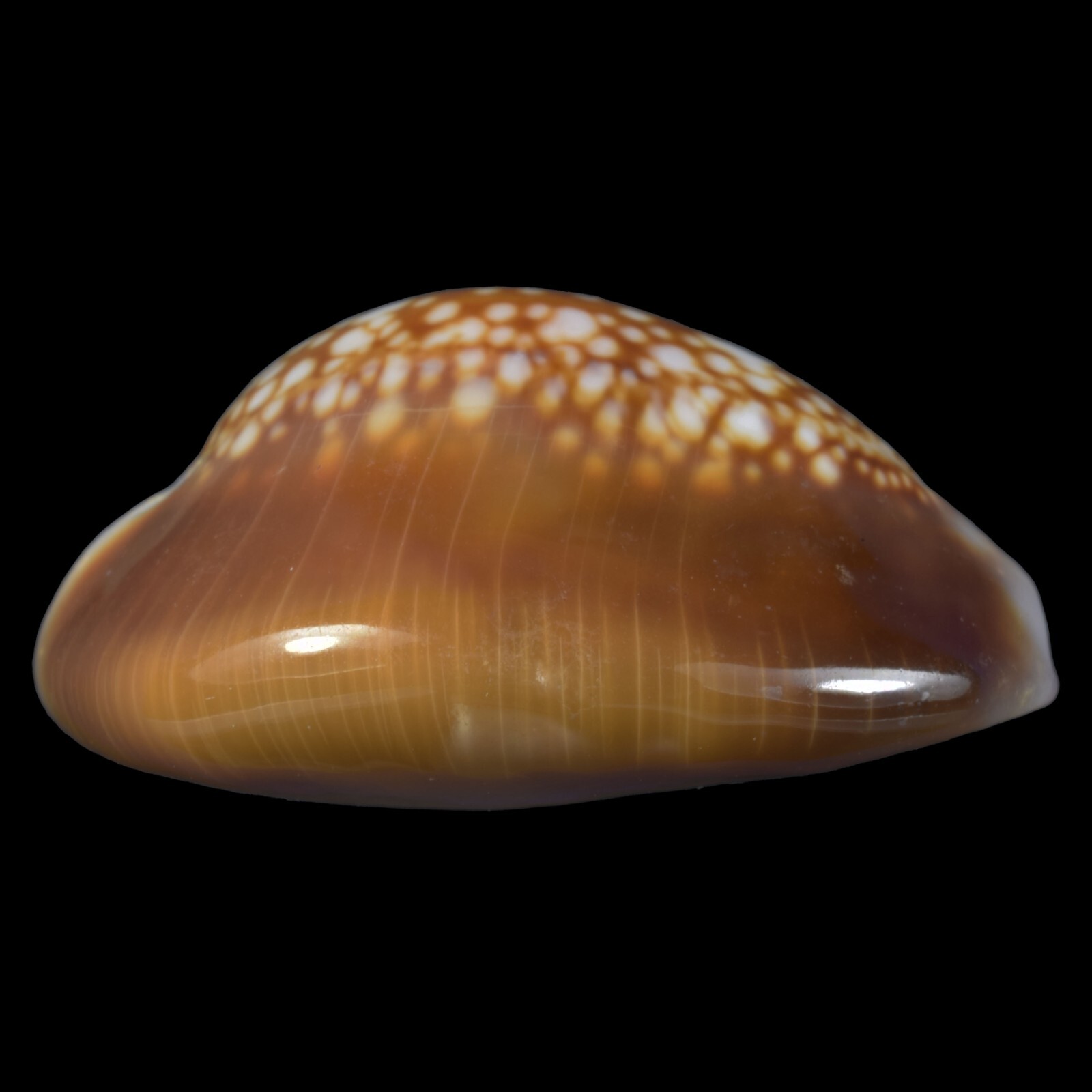 CYPRAEA (Monetaria) CAPUTSERPENTIS (Ille des Pins, New Caledonia) 24.0mm #47120