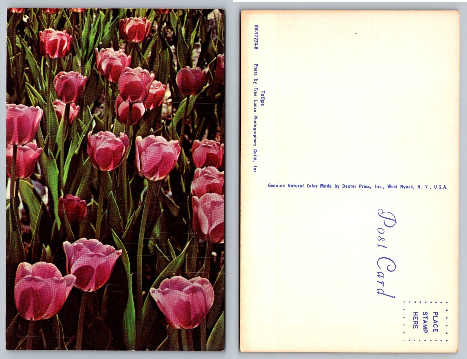 Pink Tulip Flower Garden Postcard