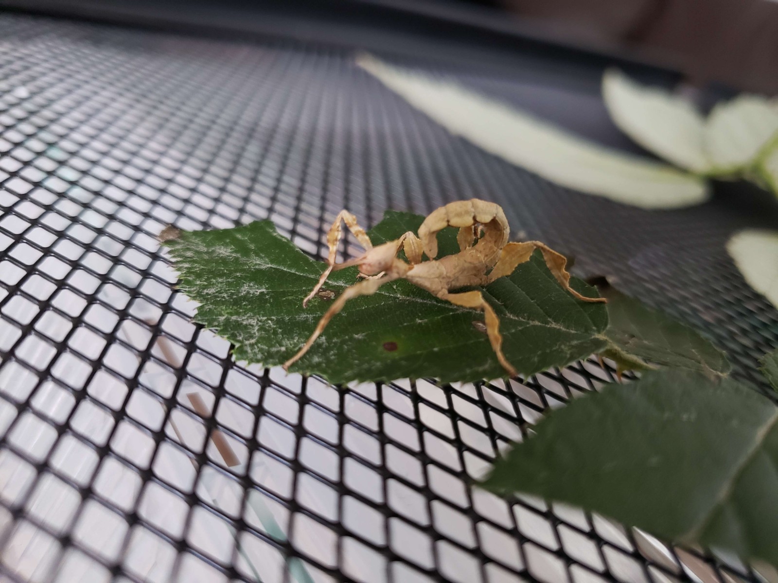 Extatosoma Tiaratum Specimen 40X Feeder stick Insect Eggs (Rare)