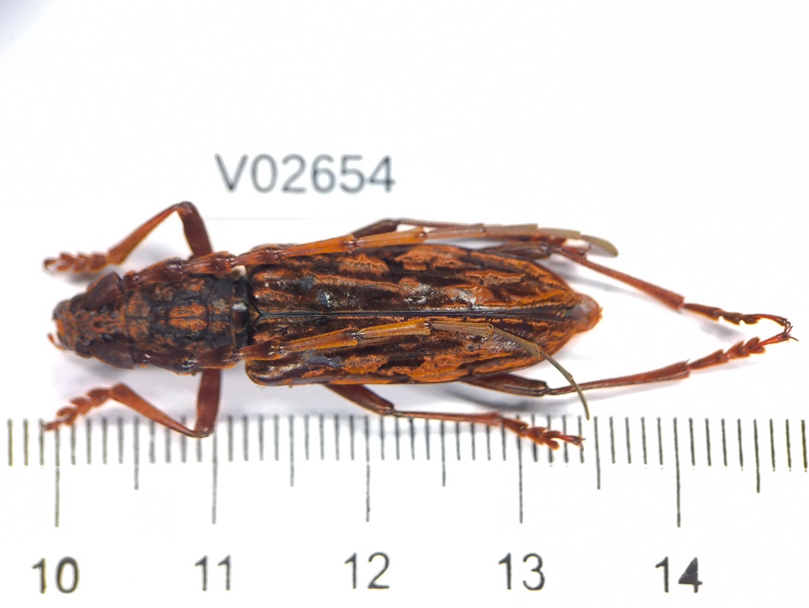 V02654. Insects, Cerambycidae sp. North Vietnam. New area!!!