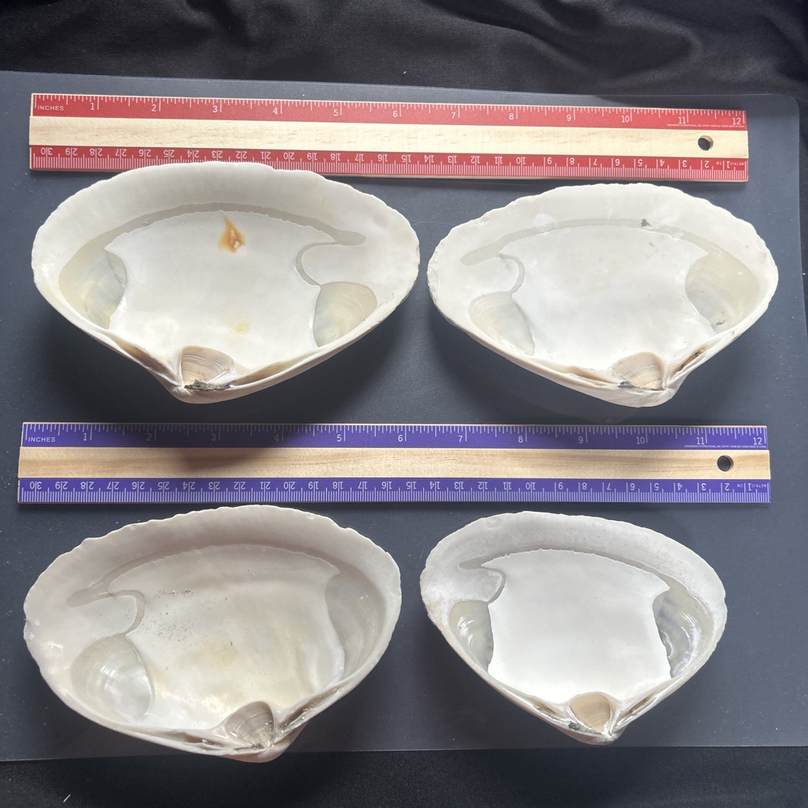 Clam Shell LOT, (4) Sea Clams, Large size crafts, smudging wiccan rituals lot41