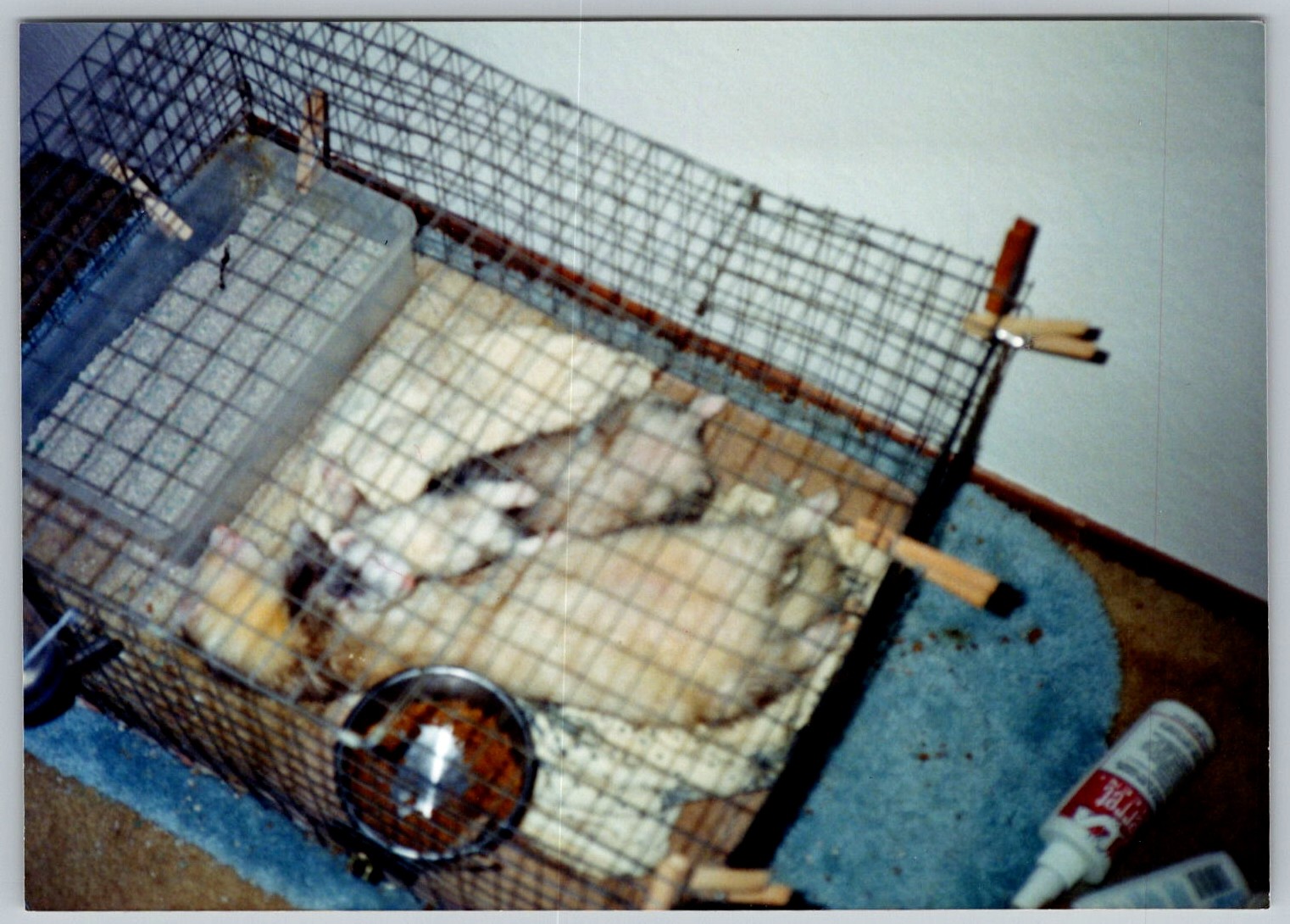Vtg Color Snapshot Ferrets Sleeping in Wire Cage Pet Animals 1990s