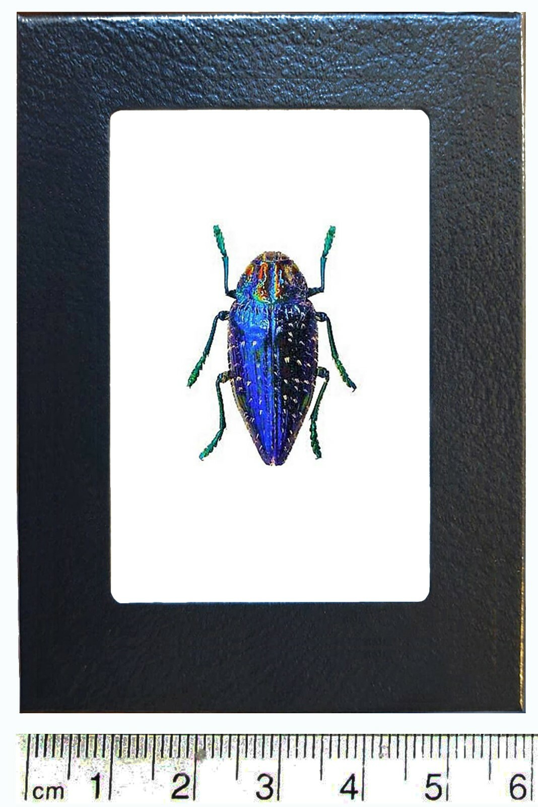 Polybothris gemma blue jewel beetle buprestid Madagascar framed