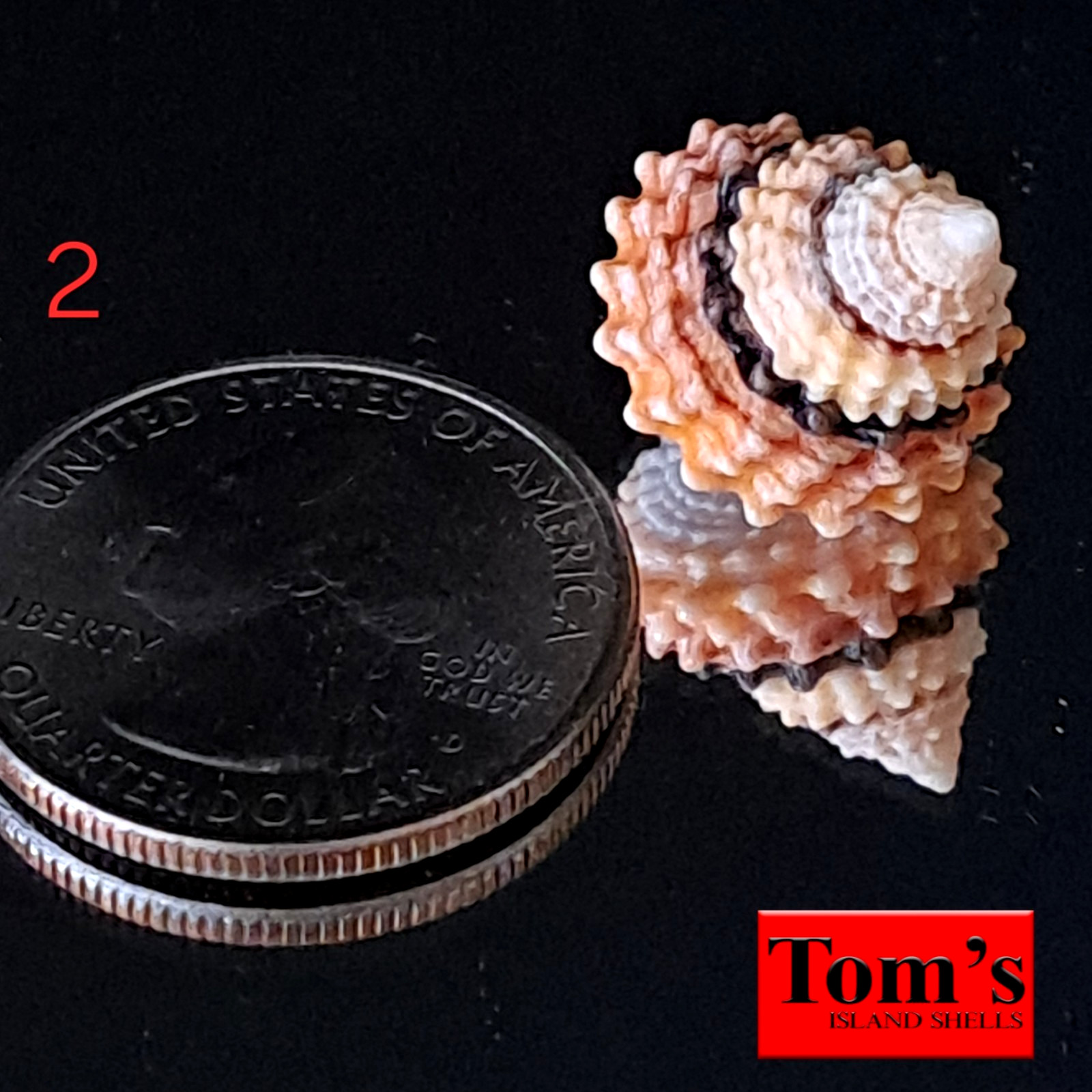 Tectarius coronatus #2 18.2mm ELEGANT GEM BEAUTY from the Philippines