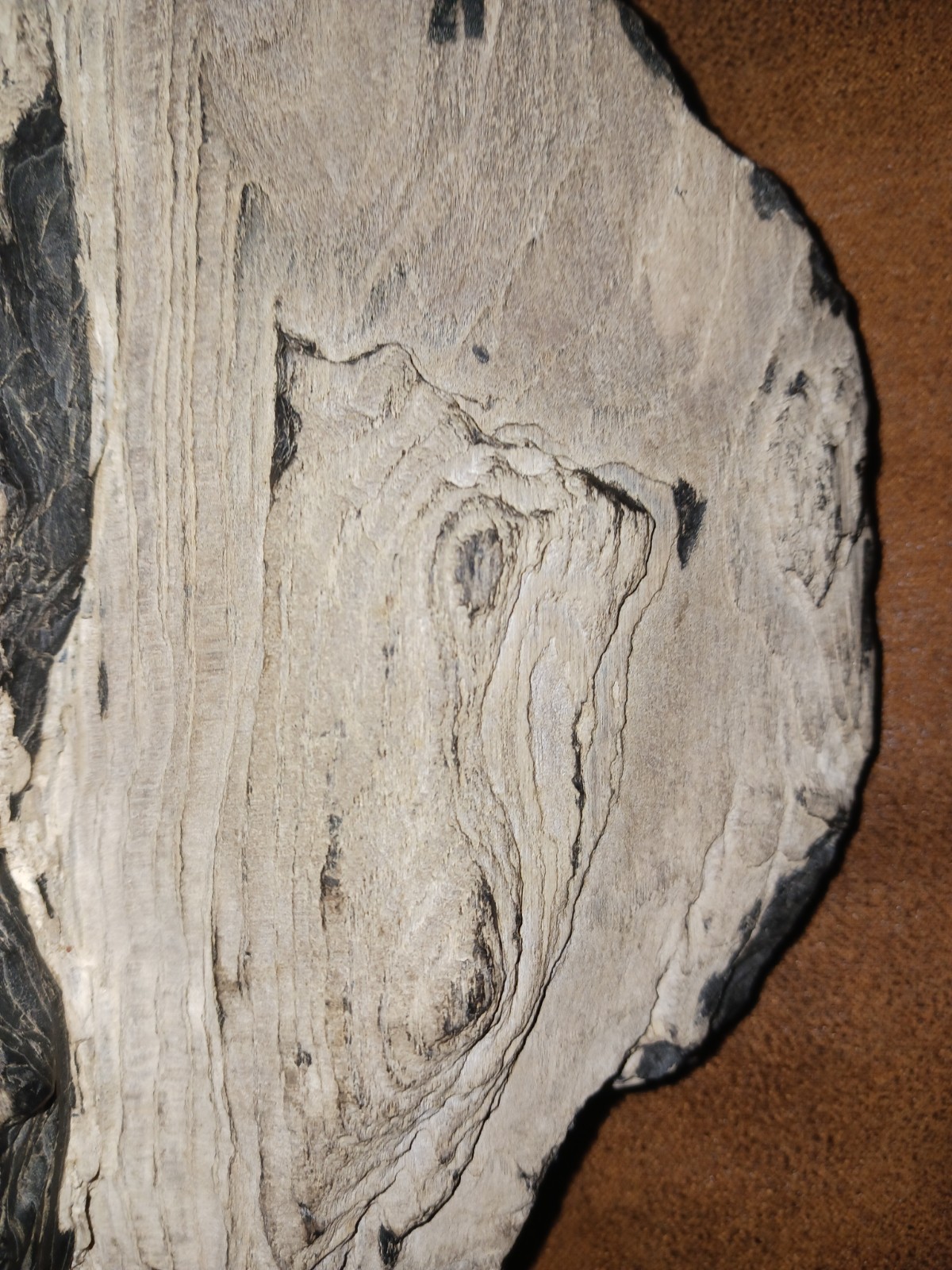 Petrified Wood Beautiful Knots Clear Rings 3.5 Pounds 7.5 Inches