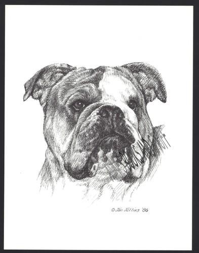 #369 ENGLISH BULLDOG portrait dog art print * Pen and ink drawing * Jan Jellins