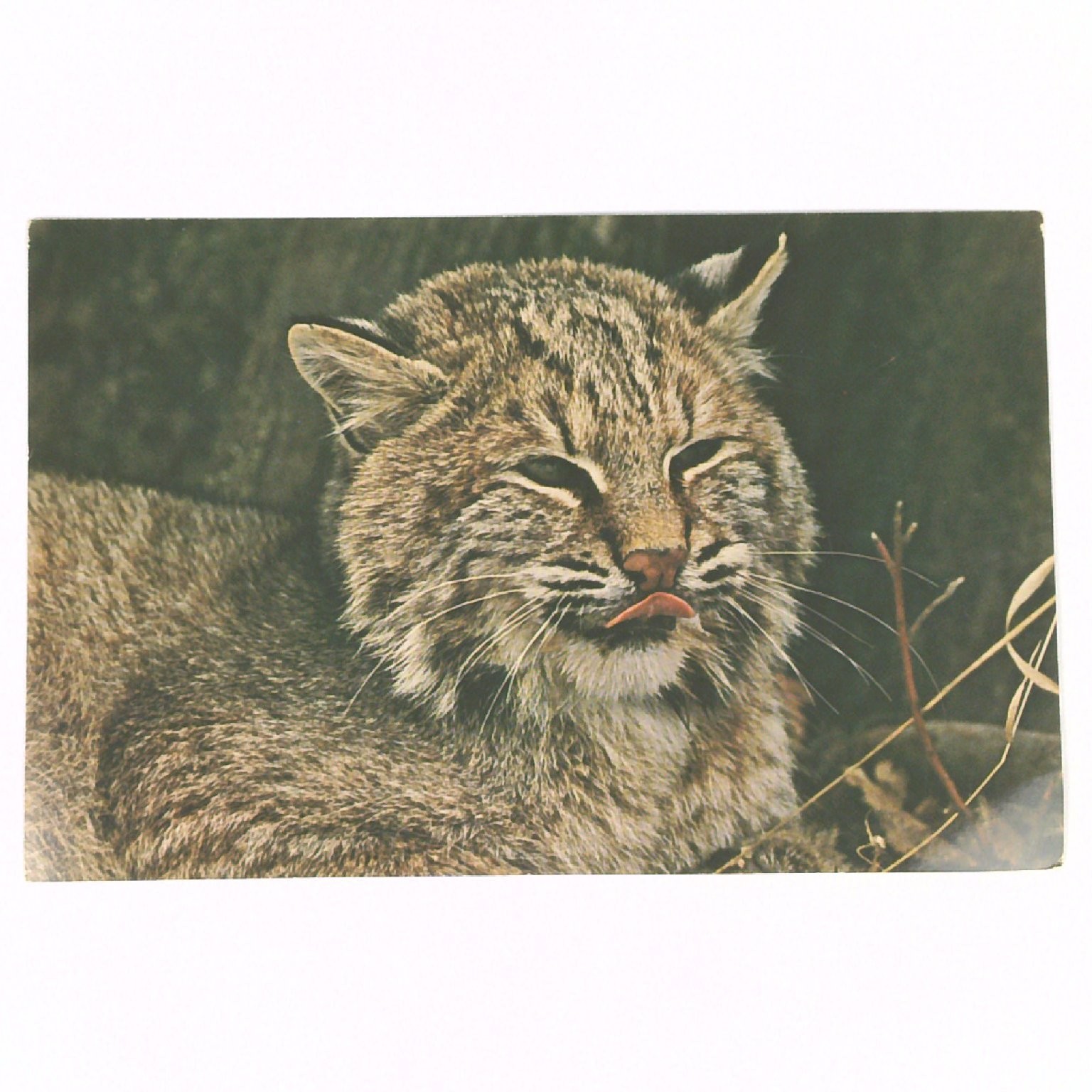 Vintage Avery Color Bobcat Wildlife Postcard Michigan Dept Conservation