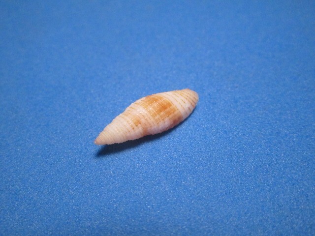 Mitra emersoni (Pilsbry,1921)” A HAWAIIAN WATERS MICRO” (18.2mm)