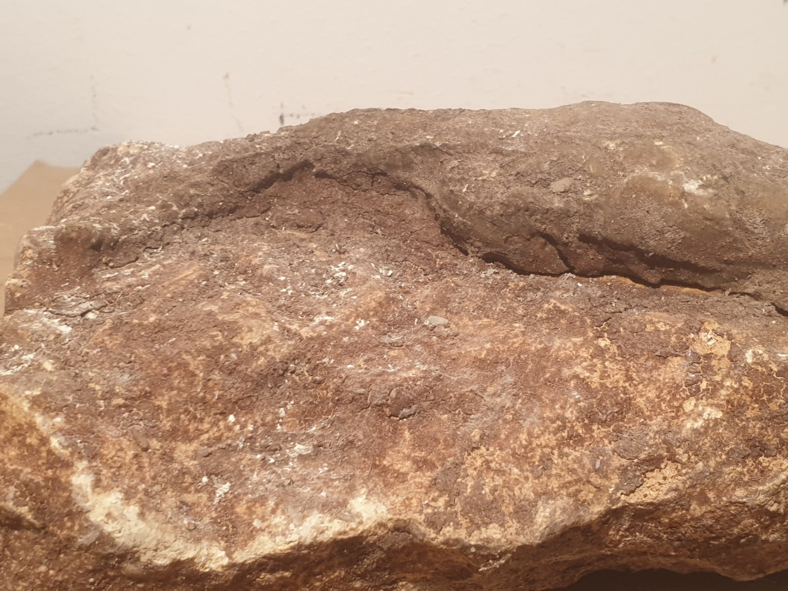 Authentic Prehistoric Fossil Lizard – Rare Reptile Specimen – Millions of Years