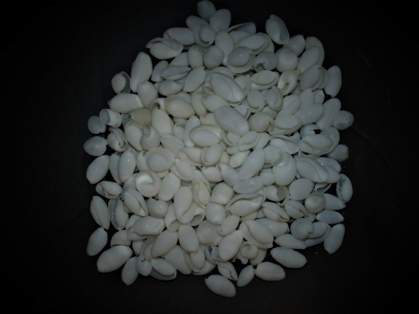 1/2 POUND OF WHITE BUBBLE SEA SHELLS, PAPAWERA ZELAND, BEACH DECOR CRAFT