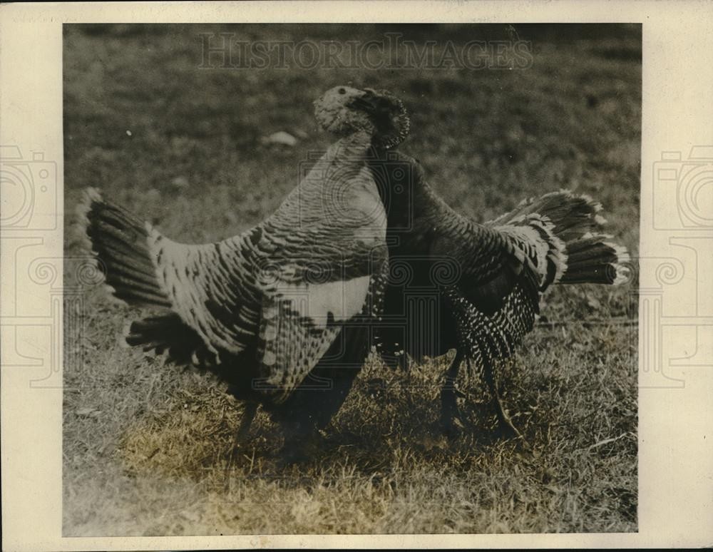 1925 Press Photo Two Turkeys Together Before Being Killed For Thanksgiving