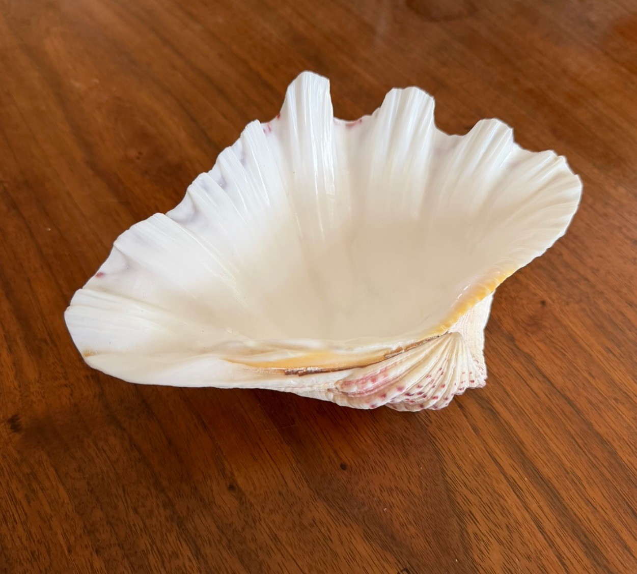 Large TRIDACNA Fluted Giant Clam Shell HALF 7×4.5” Pink Tones