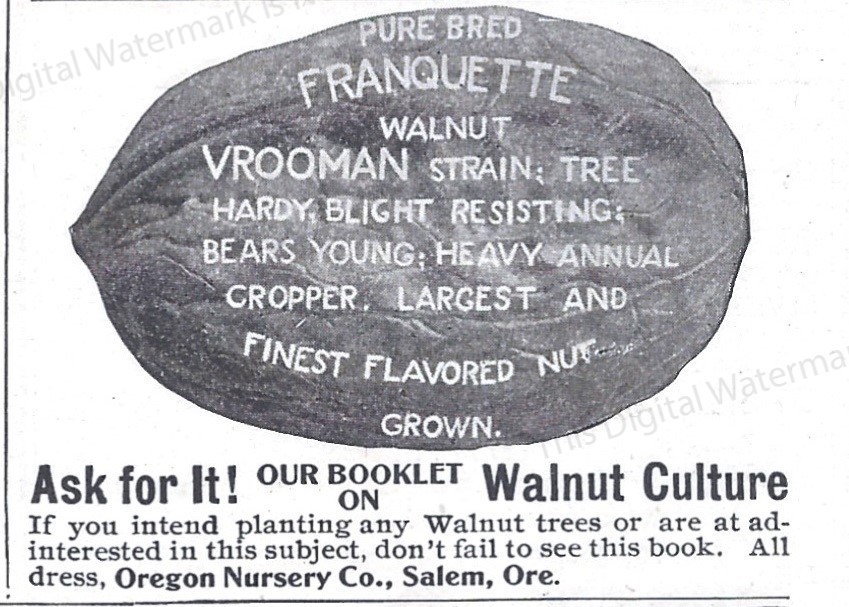 1907 Ad * Oregon Nursery Co Salem Pure Bred Franquette WALNUT Vrooman Strain