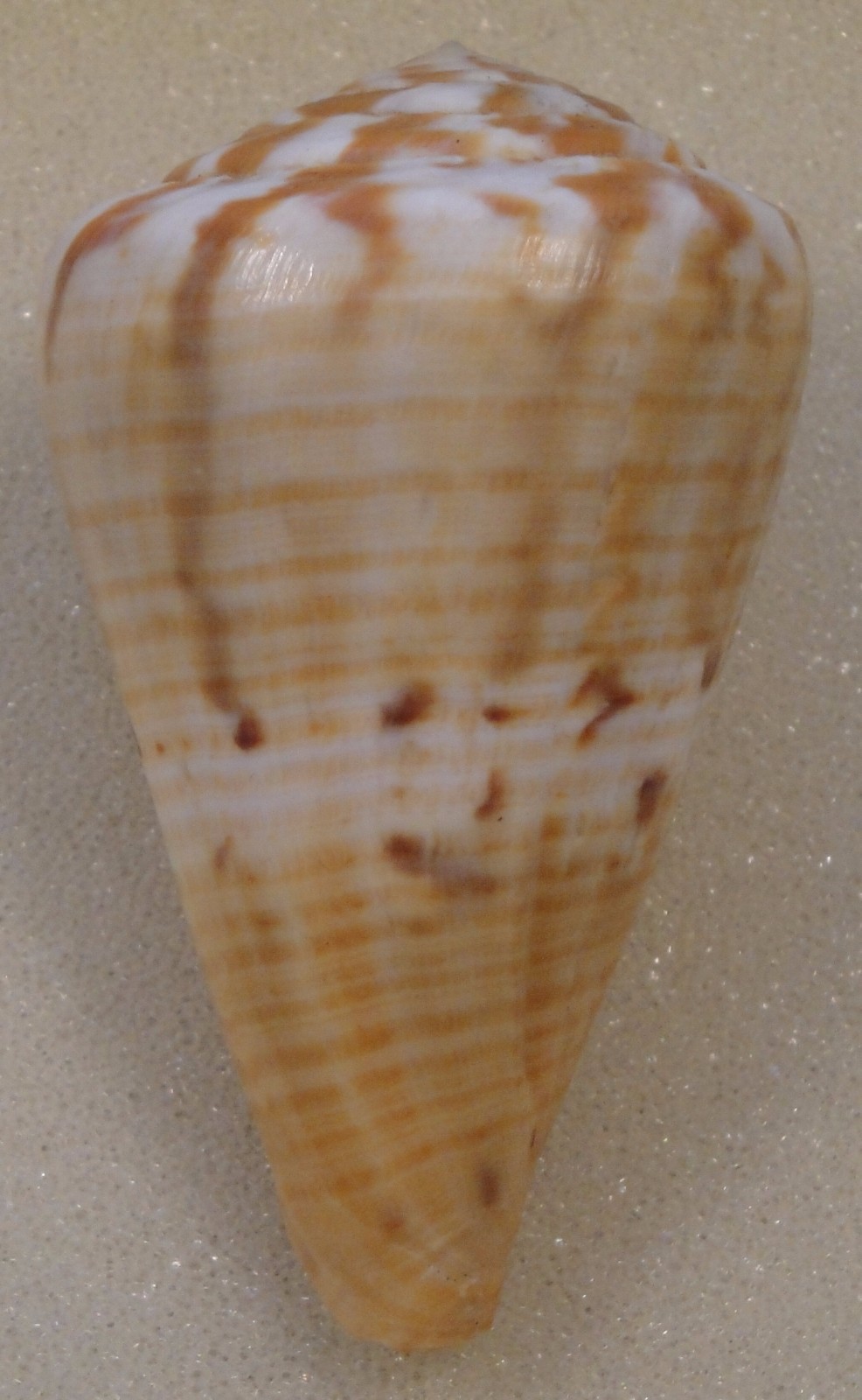 Conus Namocanus 69mm Nyange Reef,Zanaibar