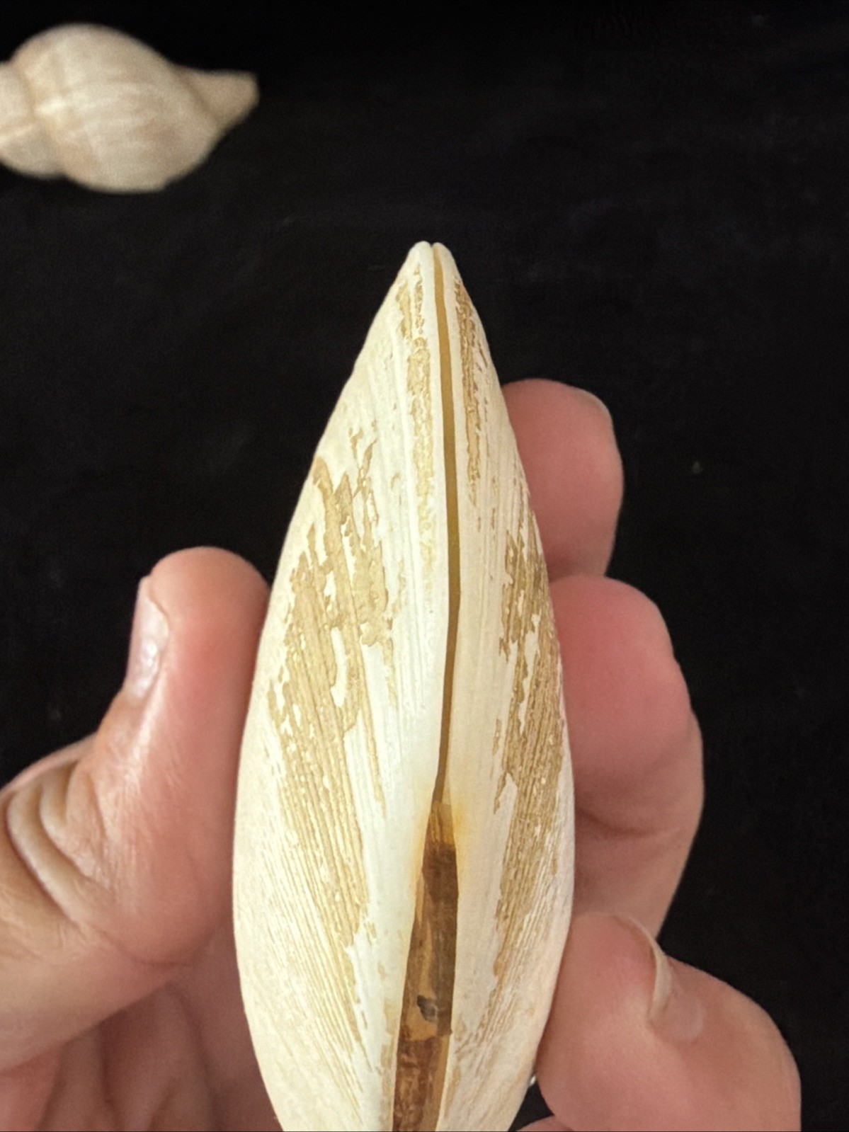 Banded Tulip, Fig Shell, & Dosinia Clam Shell Fl 1980 (S554)