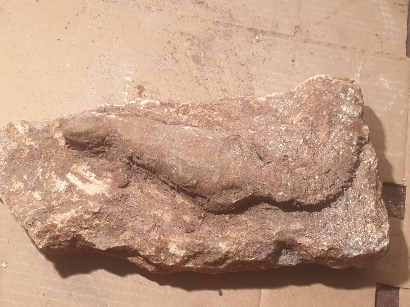 Authentic Prehistoric Fossil Lizard – Rare Reptile Specimen – Millions of Years