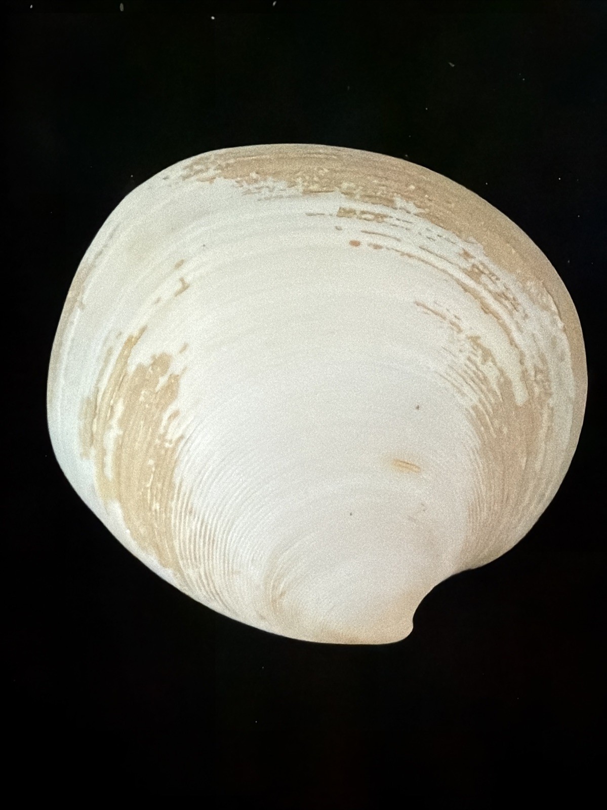 Banded Tulip, Fig Shell, & Dosinia Clam Shell Fl 1980 (S554)