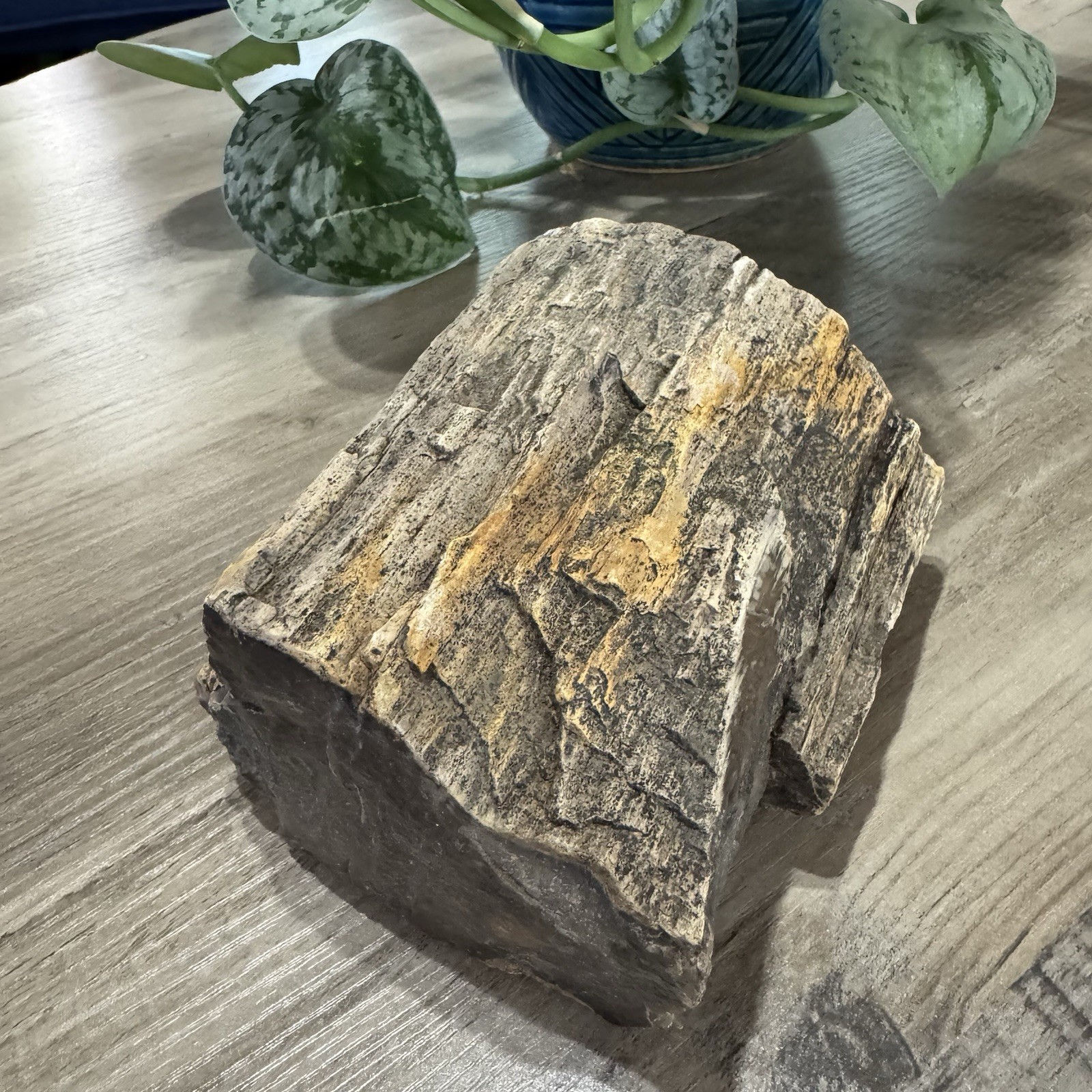 OLD PETRIFIED WOOD ROUGH SPECIMEN FOUND IN THE BLACK HILLS SD 3 + POUNDS