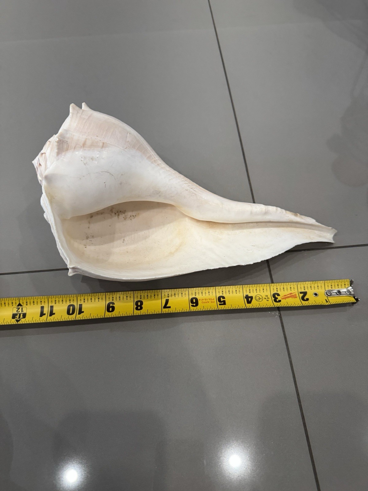Large Florida ~Lightning Whelk Hand Collected Shell Excellent X