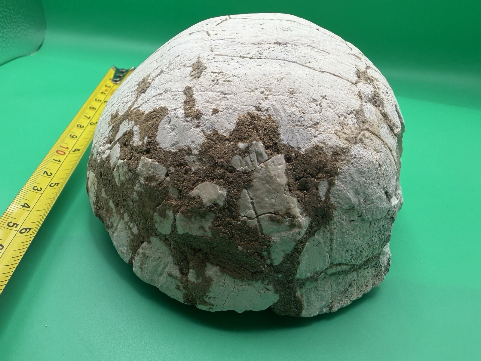 Turtle Shell Fossil High Quality – Unknown Locality