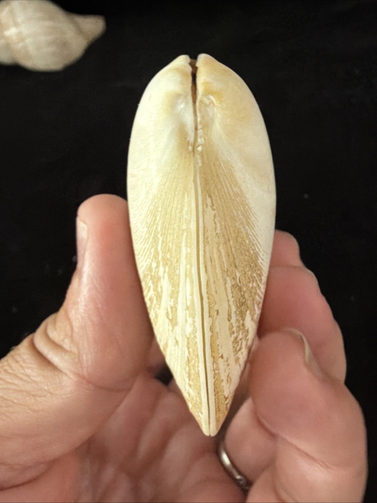 Banded Tulip, Fig Shell, & Dosinia Clam Shell Fl 1980 (S554)