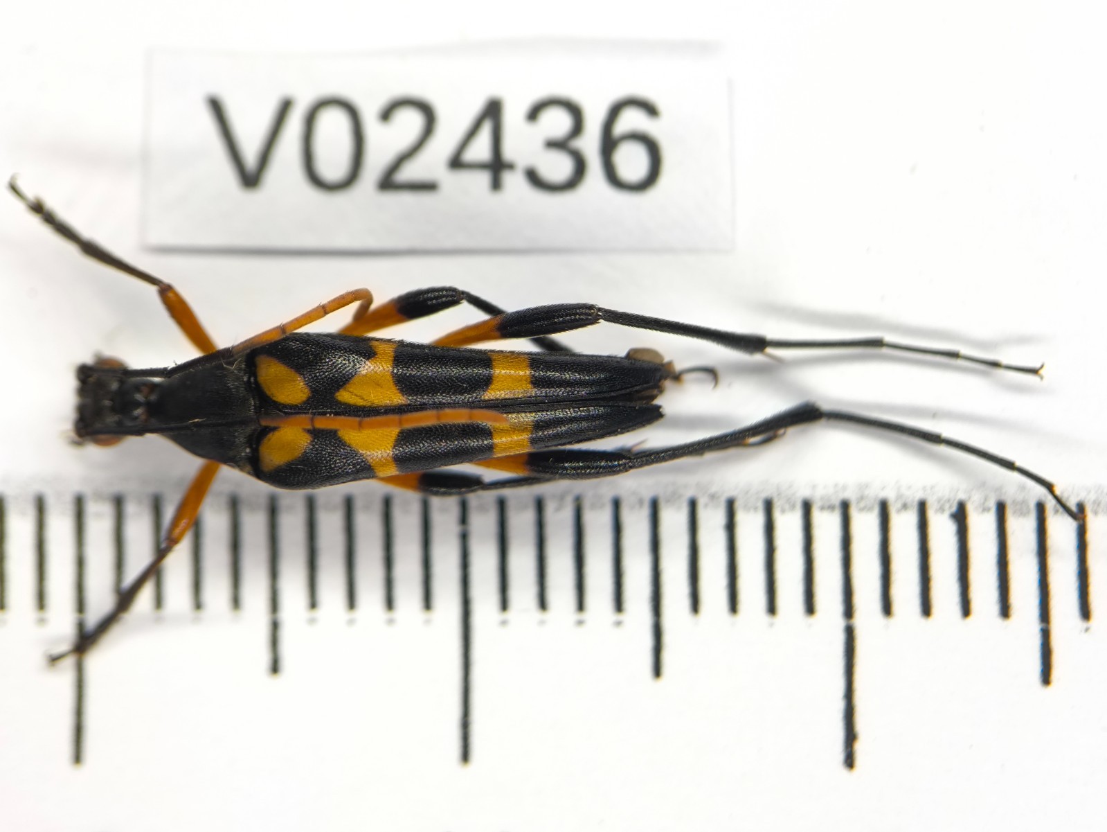 V02436. Insects, Cerambycidae sp. North Vietnam. New area!!!