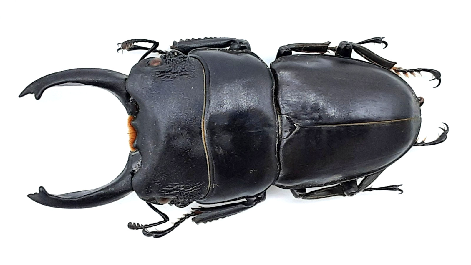 Lucanidae, Serrognathus (Dorcus) arfakianus, A1, 55+ mm, XL, Telodont, Manokwari