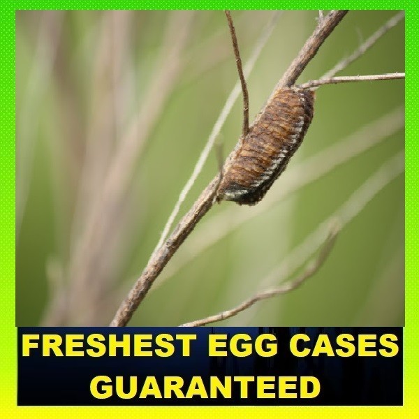 5 European Praying Mantis Egg Case Fresh Picked 2026 Free Hatching Bag