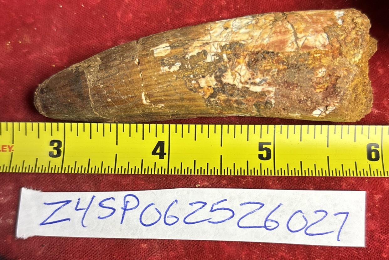 3 1/4 inch Authentic spinosaurus tooth