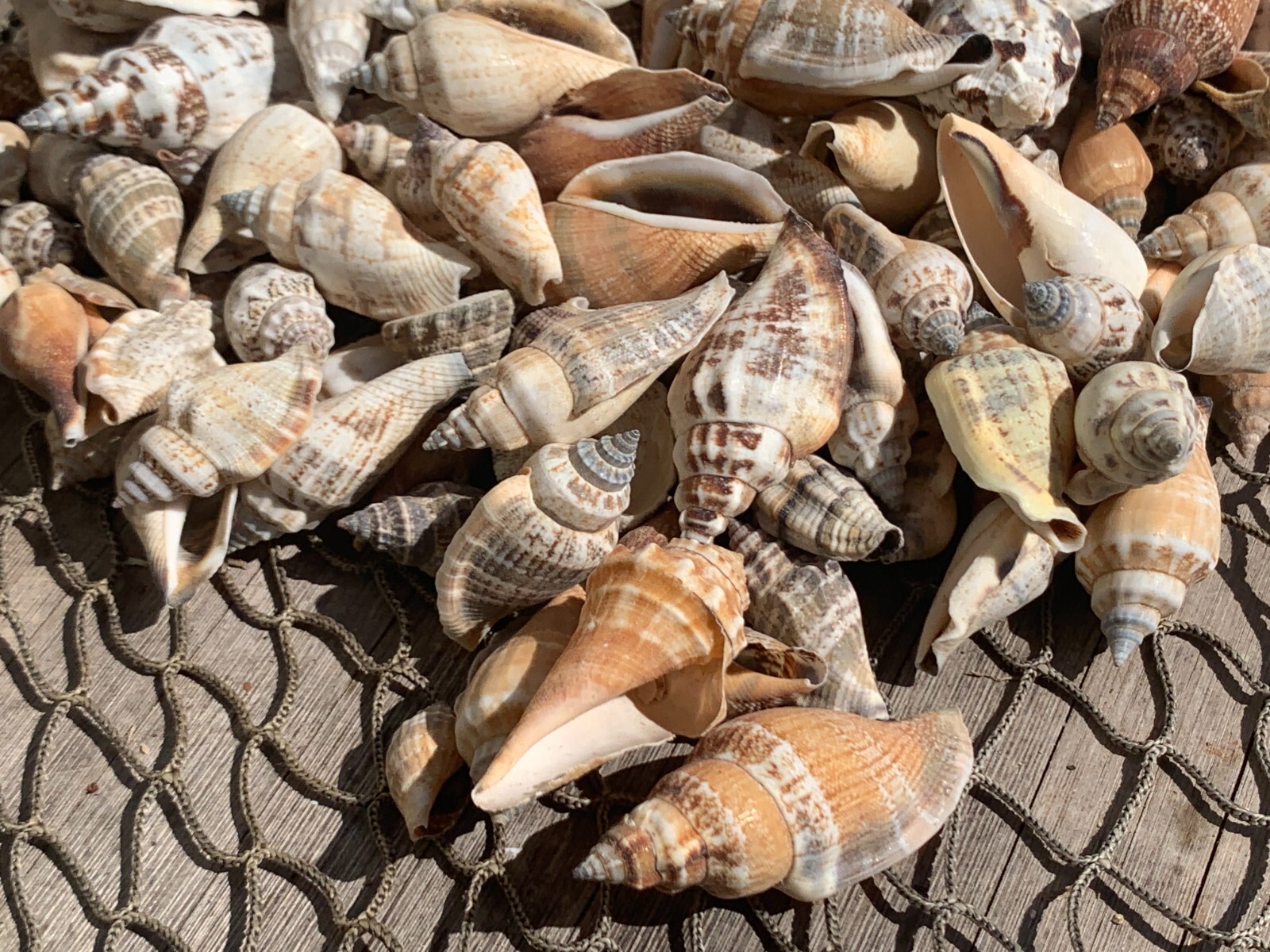 200+ Brown Chula Seashells Sea Shells Best Price 2+ lbs FREE Ship!