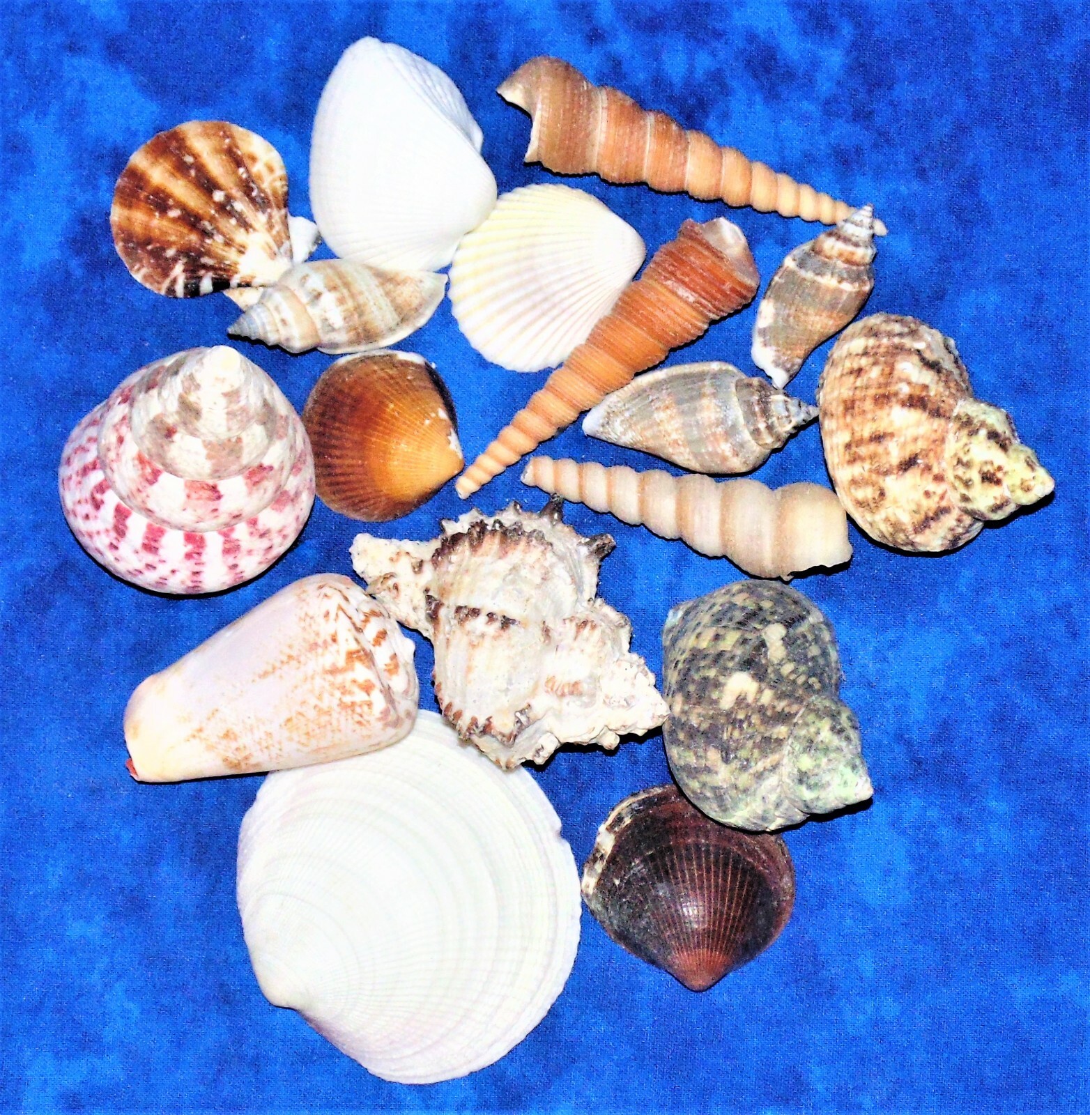 1/2 POUND LARGE SEA SHELL MIX 1″ to 3-1/2″ CRAFT NAUTICAL