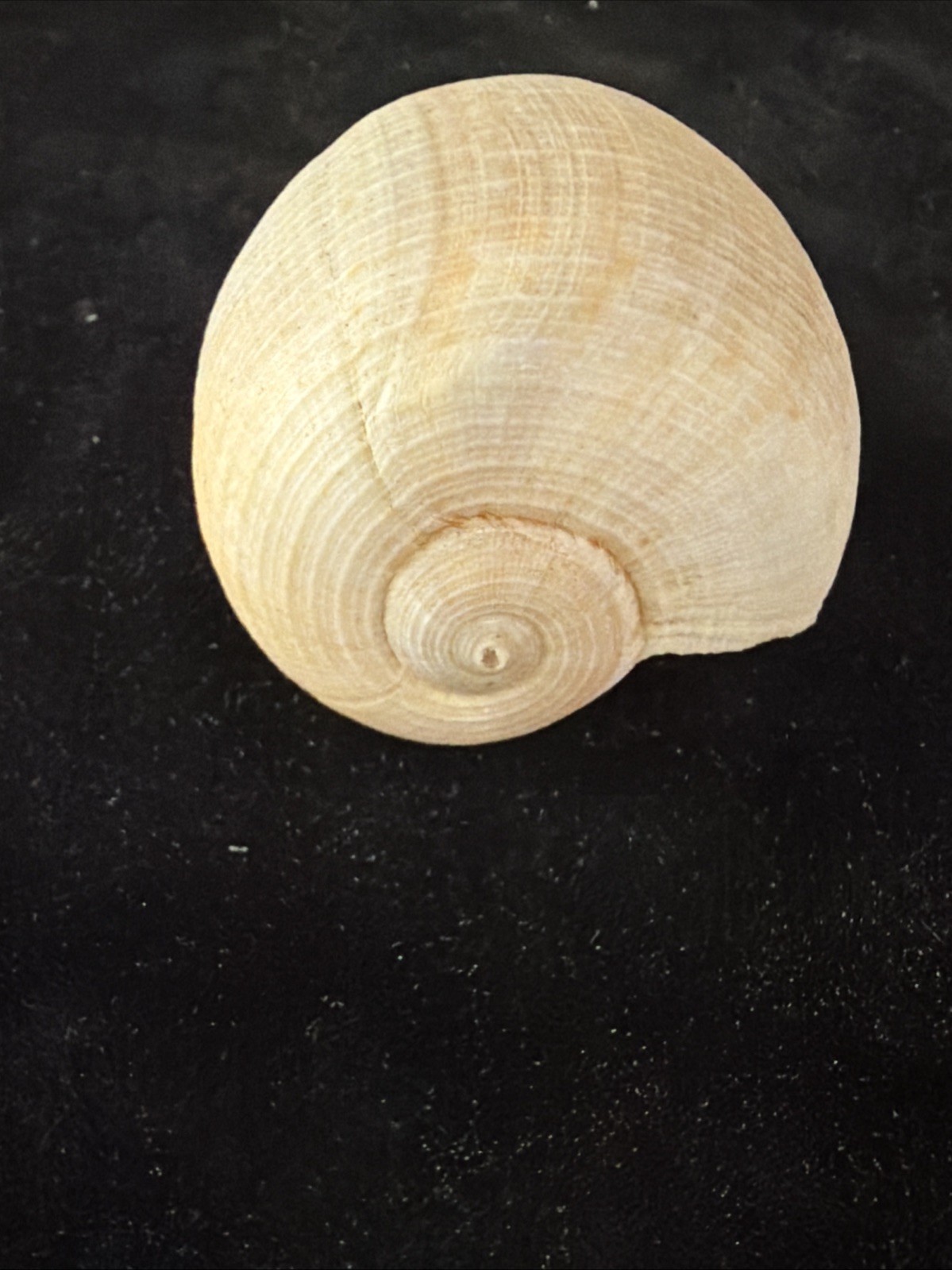 Banded Tulip, Fig Shell, & Dosinia Clam Shell Fl 1980 (S554)